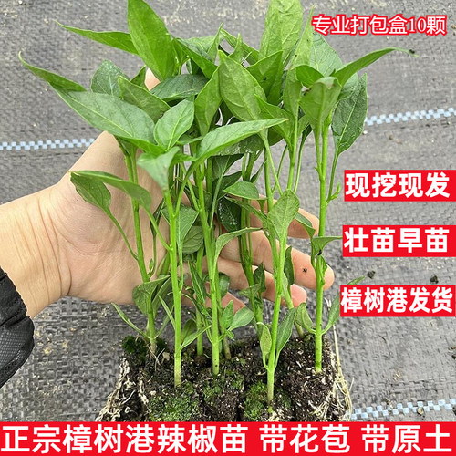 正宗樟树港辣椒苗产地直发