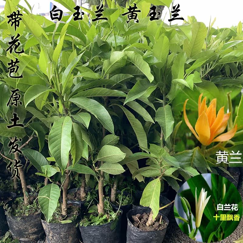 小树苗不断庭院浓香型白玉兰花图片