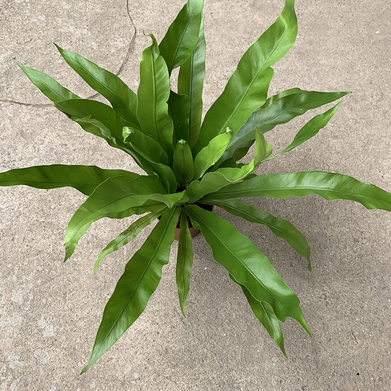 鸟巢厥盆栽 蕨类植物 阔叶又巢蕨山苏花 王冠蕨 耐阴室内阳台绿植
