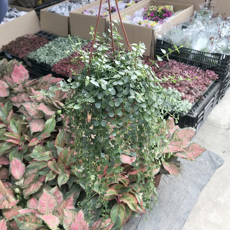 百万心吊兰盆栽植物常青室内阳台植物耐阴吊悬挂蔓藤植物净化空气