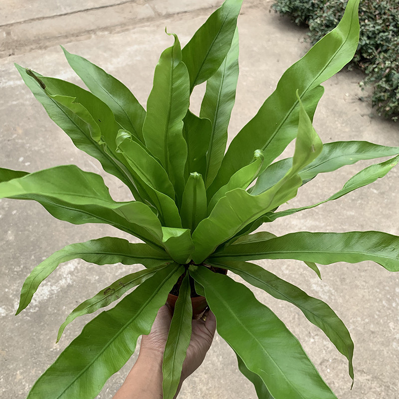 鸟巢厥盆栽蕨类植阔叶又巢蕨山苏王冠蕨耐阴室内阳台净化空气绿植