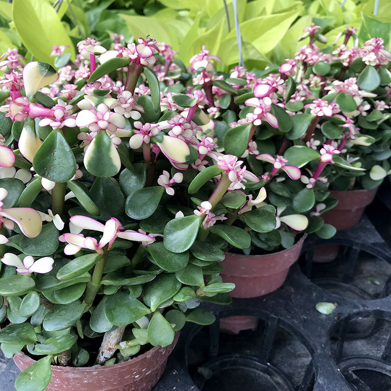 雅乐之舞金枝玉叶多肉植物花卉图片
