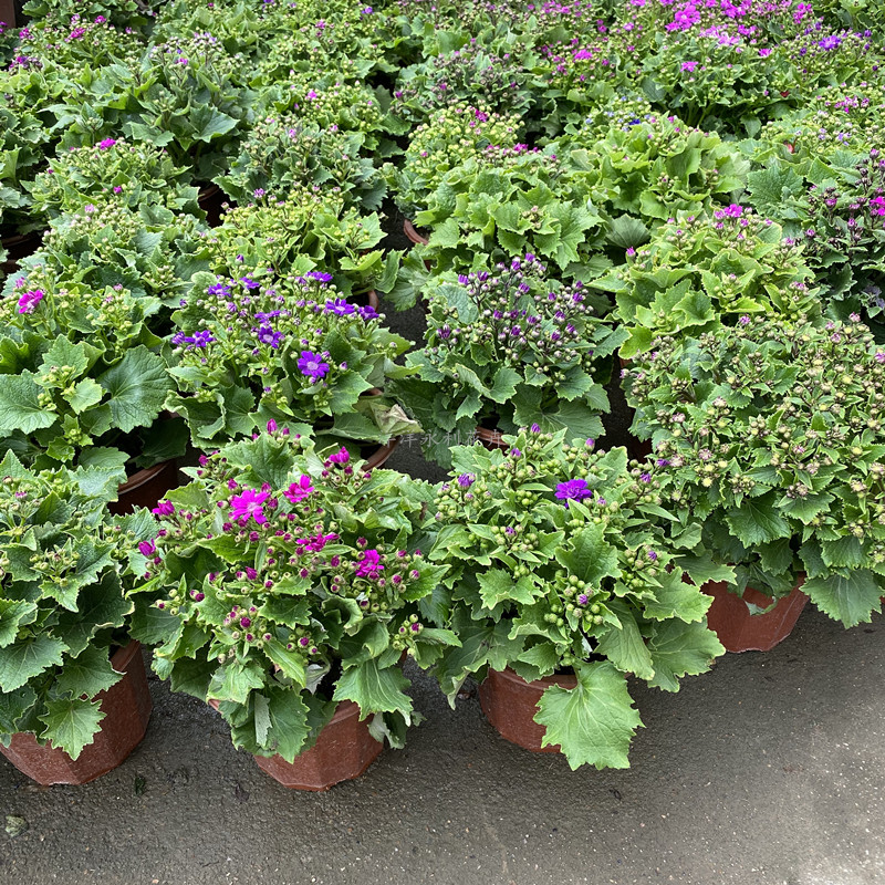 瓜叶菊盆栽富贵菊花盆栽带花耐寒瓜叶菊花苗冬季室内阳台花卉盆栽