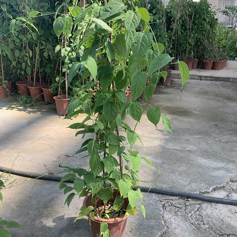 鞭炮花盆栽阳台攀爬爬藤植物带盆种好攀援花卉可庭院油麻藤