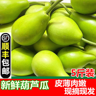 顺丰包邮现摘新鲜蔬菜蒲瓜田蒲菜葫芦 肉葫芦短瓠 瓠瓜 葫芦瓜5斤