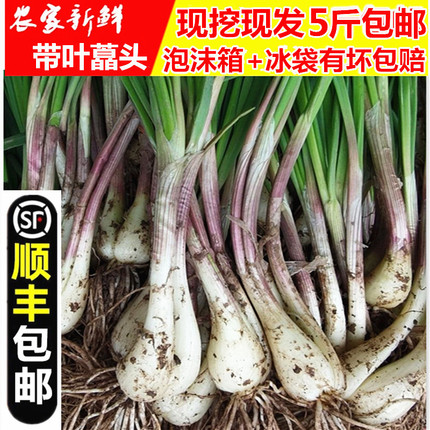 【顺丰包邮】农家新鲜现挖藠头野葱叫头教头薤白小根葱山蒜5斤