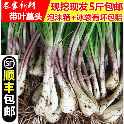 【顺丰包邮】农家新鲜现挖藠头野葱叫头教头薤白小根葱山蒜5斤