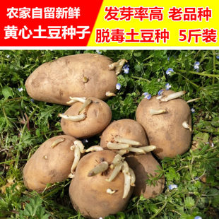 湖北农家黄心土豆种子老品种脱毒马铃薯种植洋芋发芽率盆栽10斤邮