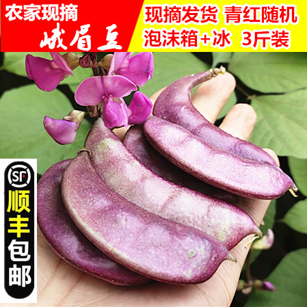 【顺丰包邮】新鲜红扁豆峨眉豆小刀豆紫扁豆紫豆角蛾米豆猪耳朵