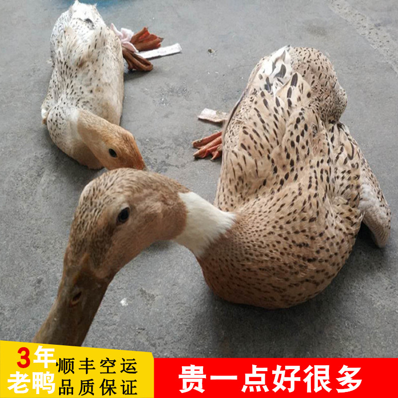 三年老鸭现杀鸭子麻鸭母鸭肉生态鸭老鸭子散养放养水鸭土鸭肉整鸭