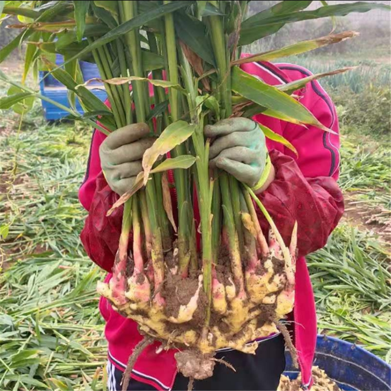 新鲜生姜自家种植老姜月子姜安丘大黄姜5斤包邮食用窖存泥姜沙姜