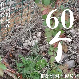 费花蹊农业 放养土鸡蛋大场地低密度天然放养幼儿辅食60枚顺丰 免邮