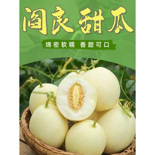 现摘现发整箱 包邮 新品 阎良甜瓜脆甜香瓜新鲜时令水果当季 蜜瓜头茬