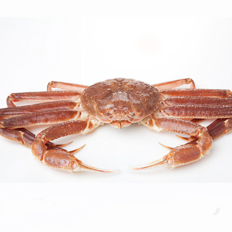 5-3斤1只 鲜活板蟹 长脚蟹 松叶蟹 雪蟹 海鲜 水产 俄罗斯