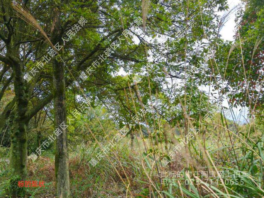 被执行人重庆飞雅绿化工程有限公司持有位于重庆市渝北区华蓥山林场的林地使用权及相关单项资产（包括两处林地使用权所涉及的林木资源、景观植物、林地资源、地上建筑物和构筑物等）内容详见评估报告