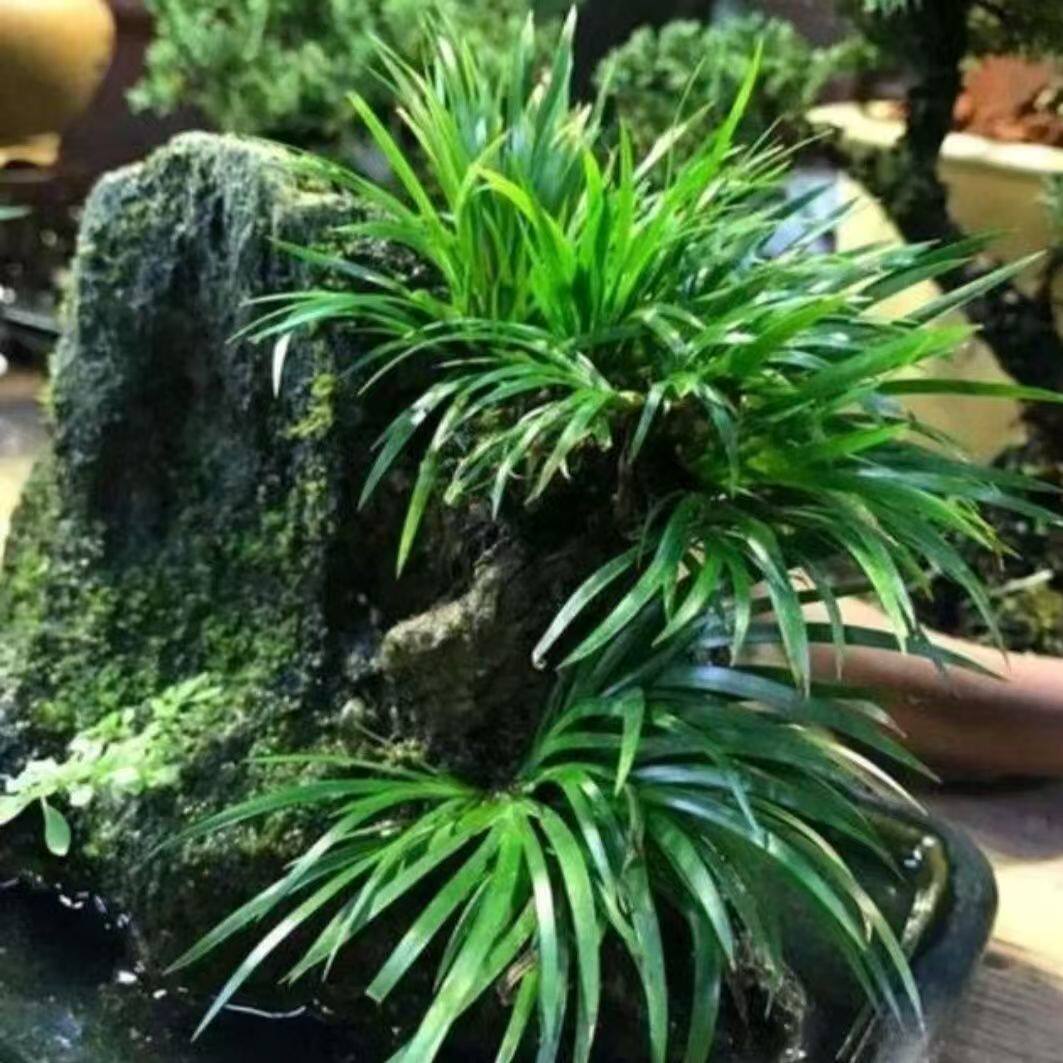 龙根菖蒲草水培植物绿植鱼缸养龟水培绿植