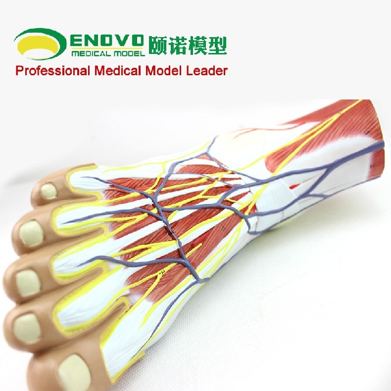 MDCD海医医学足底层次解剖脚关节肌肉神经血管韧带手足脚踝关节