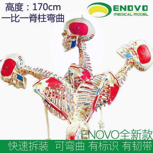 170CM人体骨骼肌肉起止点韧带