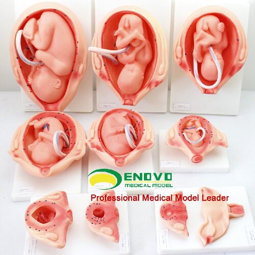 ENOVO颐诺妊娠胚胎发育胎儿模型