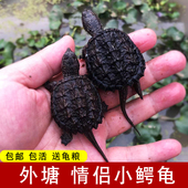 鳄龟活物爆刺纯佛鳄鱼龟苗北美杂佛大小鳄乌龟中美拟鳄龟食用一斤