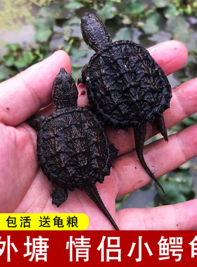 鳄龟龟苗爆刺食用凶猛