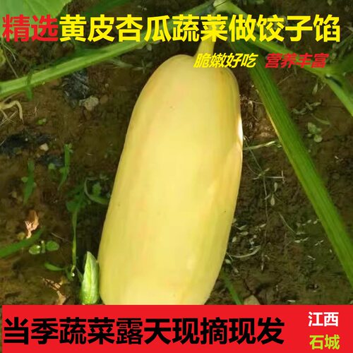 赣南蔬菜石城杏瓜炒菜炖汤食用