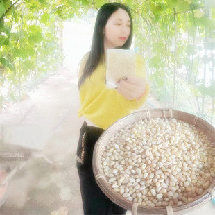 东北野生偃松仁新货新鲜松子仁g500松子熟仁马尾生松仁散装零食