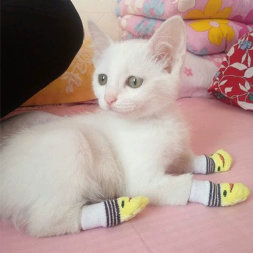Собачьи носки и ноги анти -глупые маленькие собачьи носки, чем медведя плюшевые домашние животные кошки, чтобы предотвратить уловки кошек в маленьких туфлях