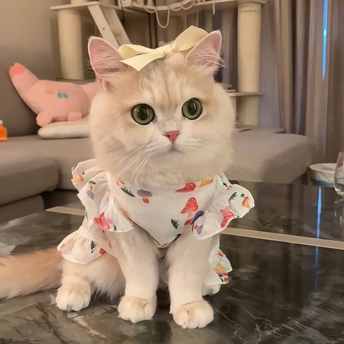 猫咪衣服夏季薄款防掉毛可爱英短