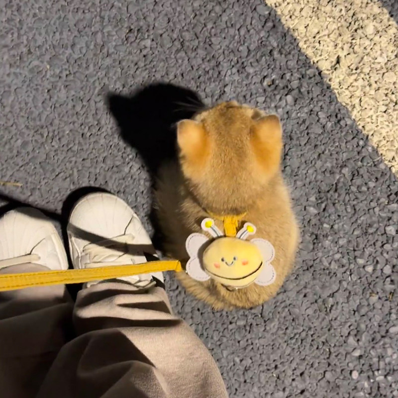 猫咪牵引绳防挣脱外出专用猫绳小奶猫溜猫神器工字型胸背带可调节,宠物/宠物食品及用品,猫牵引绳,淘宝优惠券,粉丝福利购,淘宝优惠卷