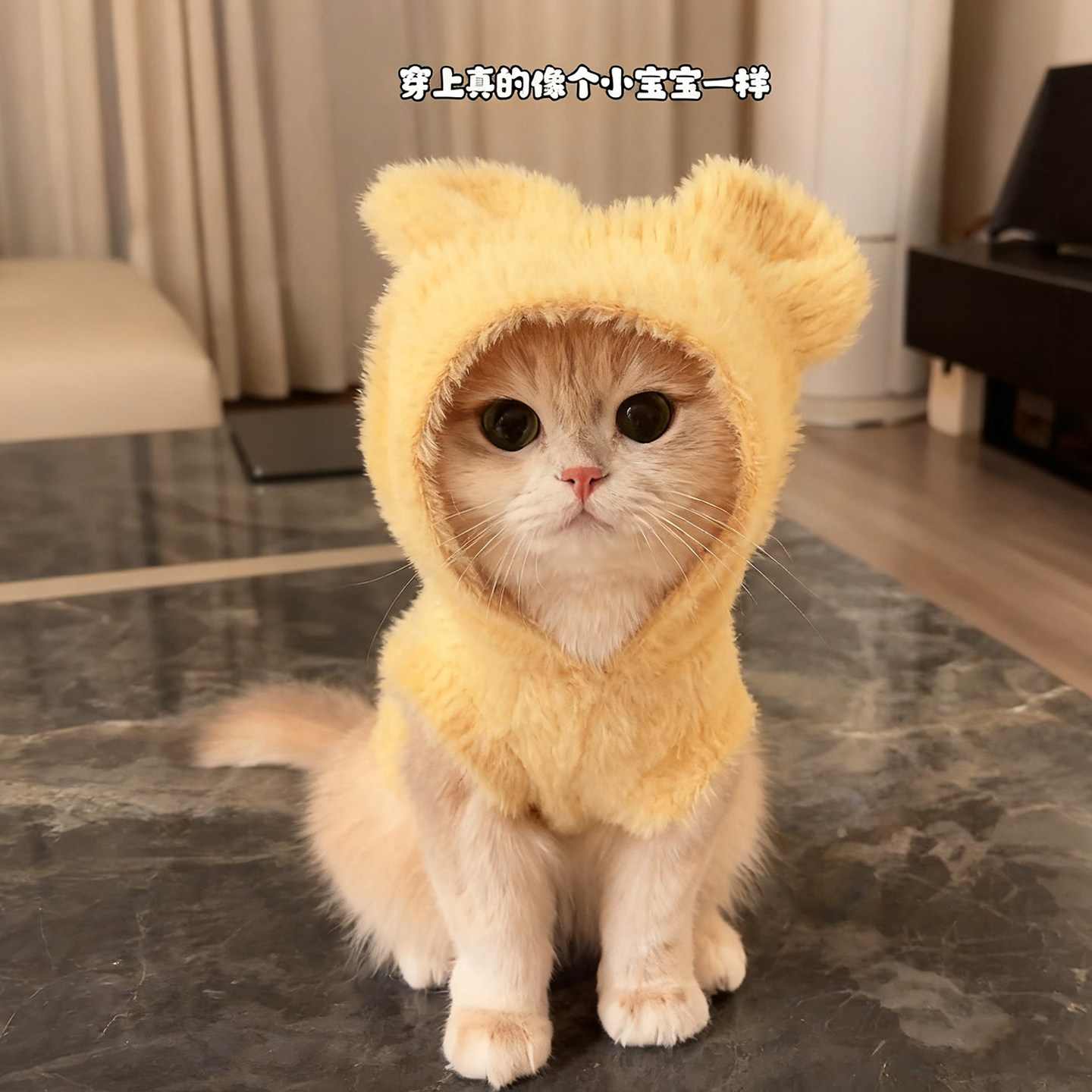 猫咪衣服秋冬连帽马甲加绒布偶英短无毛猫保暖卫衣小狗狗可爱背心