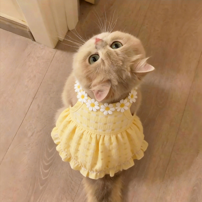 夏季猫咪小雏菊吊带裙防掉毛图片