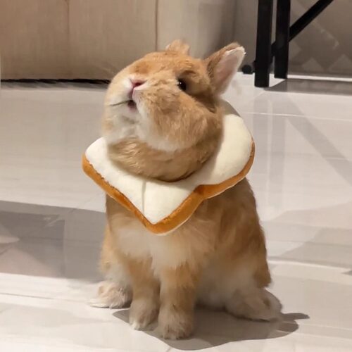 兔子伊丽莎白圈防舔防咬软项圈