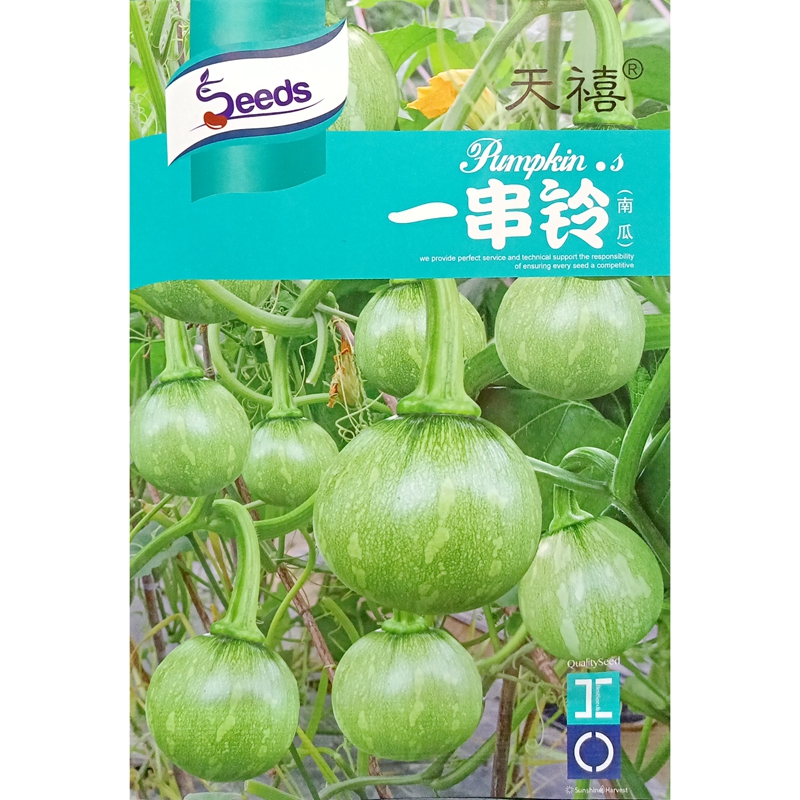 一串铃南瓜种子食用嫩瓜为主的串玲小...