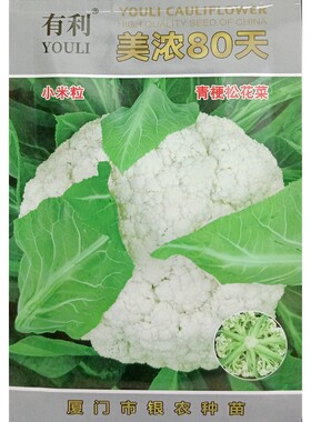 美浓80天松花菜种子青梗花椰菜