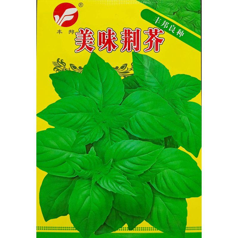 大叶荆芥种子特色速生香荆荠叶美味味鲜春夏秋季种籽5克约800粒