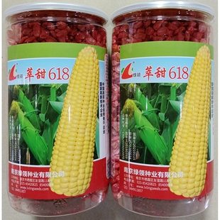 绿领萃甜618黄玉米种子鲜食甜脆大棒型水果黄粒苞谷种籽春夏450克