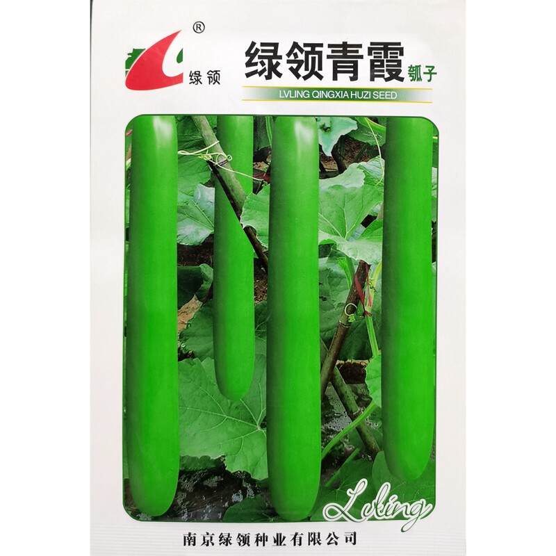 绿领青霞瓠子种子长蒲瓜瓠瓜早熟约50厘米夜开花杂交种籽春播10克
