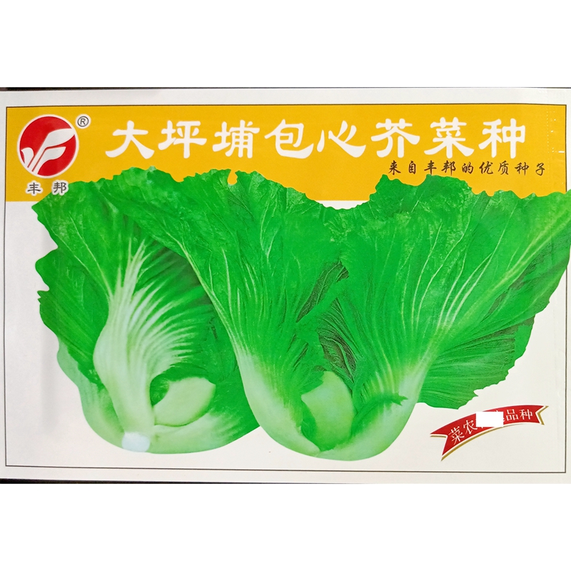 大坪埔包心芥菜种子10克
