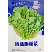 板蓝根菘菜种子青菜口感清甜鲜脆吃法多样营养丰富春播约100粒 袋