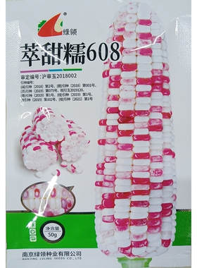 绿领萃甜糯608玉米种子花糯玉米鲜食苞谷加甜加糯1:3春秋播种50克