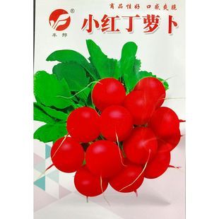丰邦小红丁樱桃萝卜种子红圆小罗卜肉白嫩多汁约30天杂交10克/袋