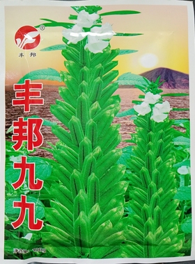 丰邦九九白芝麻种子白粒芝麻稳产蔬菜种籽绿丰园春夏100克(二两)