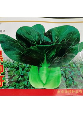 绿领黑帅哥杂交黑大头青菜种子