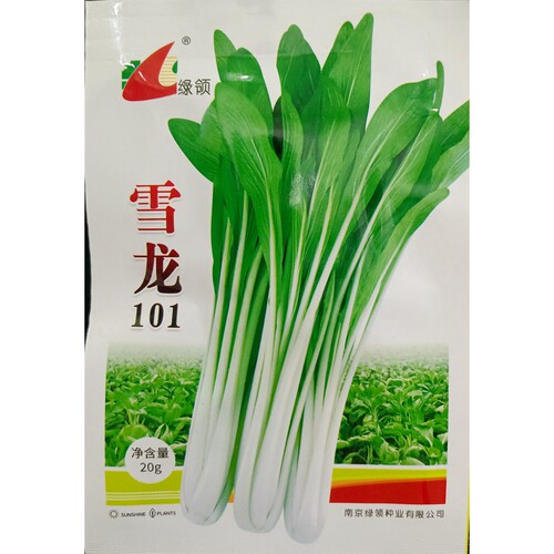 绿领雪龙101杂交箭杆白青菜种子