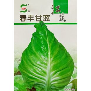 江蔬春豐甘藍種子優(yōu)質雜交牛心包菜羊角包秋播越冬大頭白菜籽10克