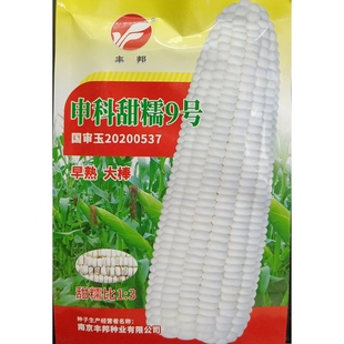申科甜糯9号白玉米种子加甜粒糯甜3 1鲜食苞米谷大棒40克约150粒