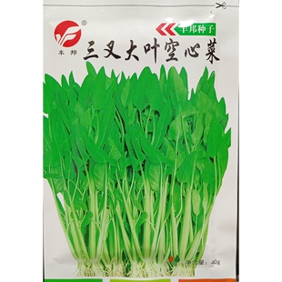三叉空心菜种子一籽三岔粗梗淡绿杆蕹菜长大叶通心竹叶藤菜籽40克