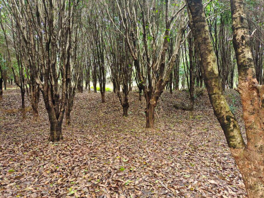 变卖位于新余市仙女湖钤阳管理处昌田村的桂花树若干