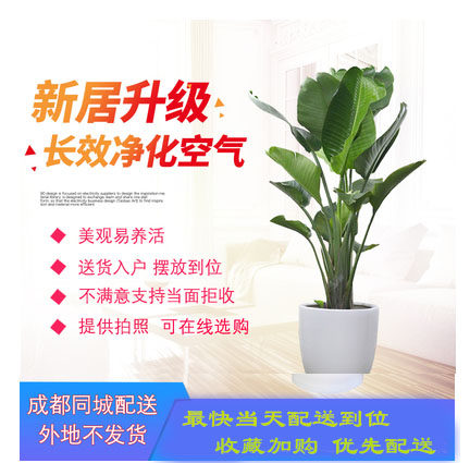 成都最快当天送货上门天堂鸟大型绿植吸甲醛净化空气喜阴室内植物,鲜花速递/花卉仿真/绿植园艺,大型绿植/成品组合盆栽,淘宝优惠券,粉丝福利购,淘宝优惠卷